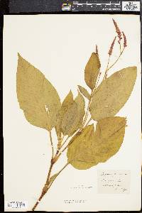 Persicaria orientalis image