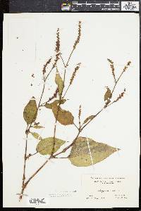 Persicaria orientalis image