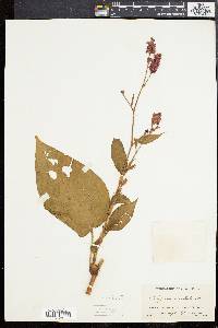 Persicaria orientalis image