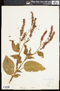 Persicaria orientalis image