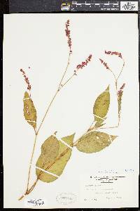 Persicaria orientalis image