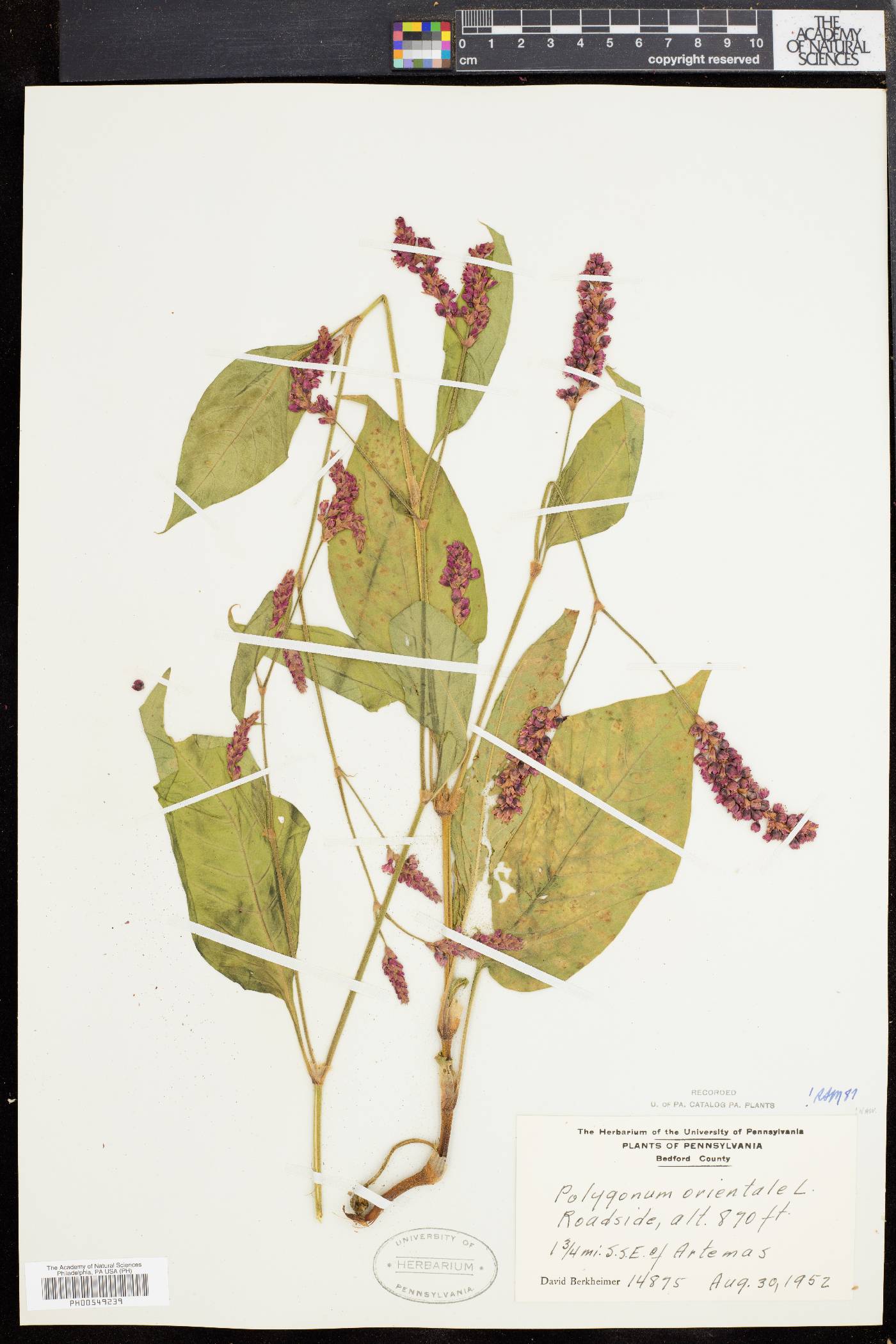 Persicaria orientalis image