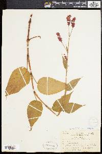 Persicaria orientalis image