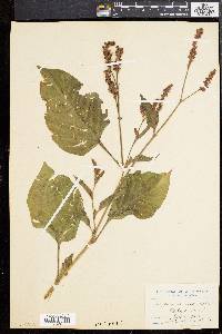 Persicaria orientalis image