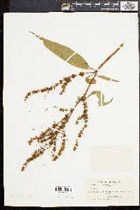 Rumex mexicanus image