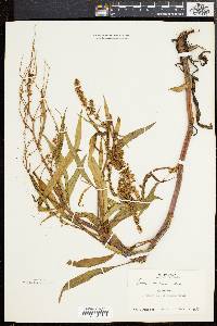 Rumex mexicanus image