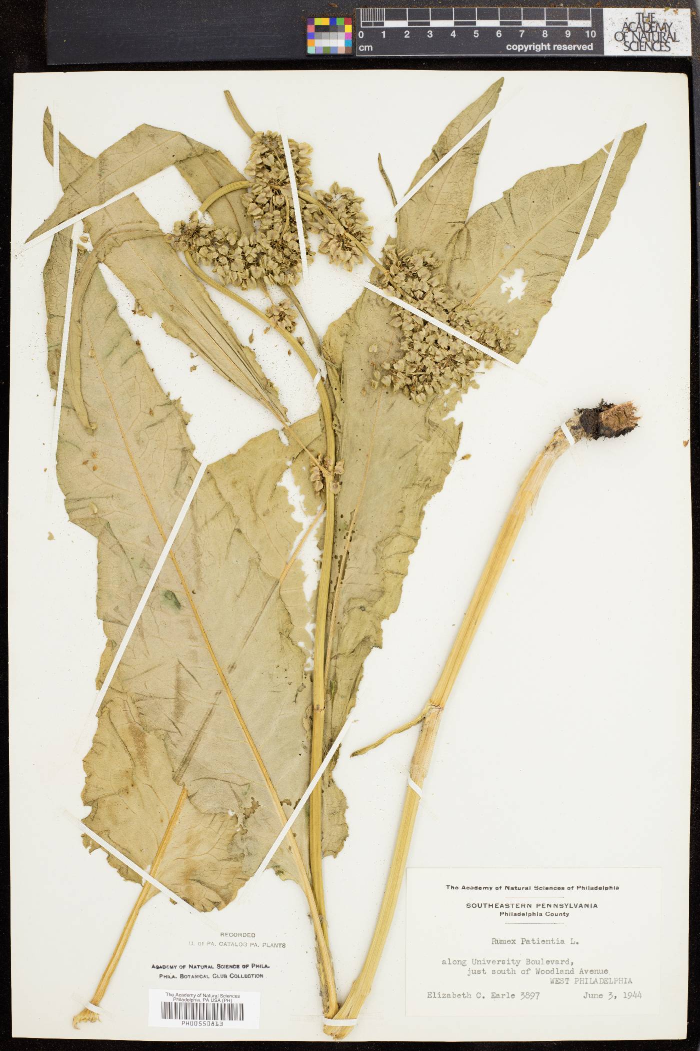 Rumex patientia image