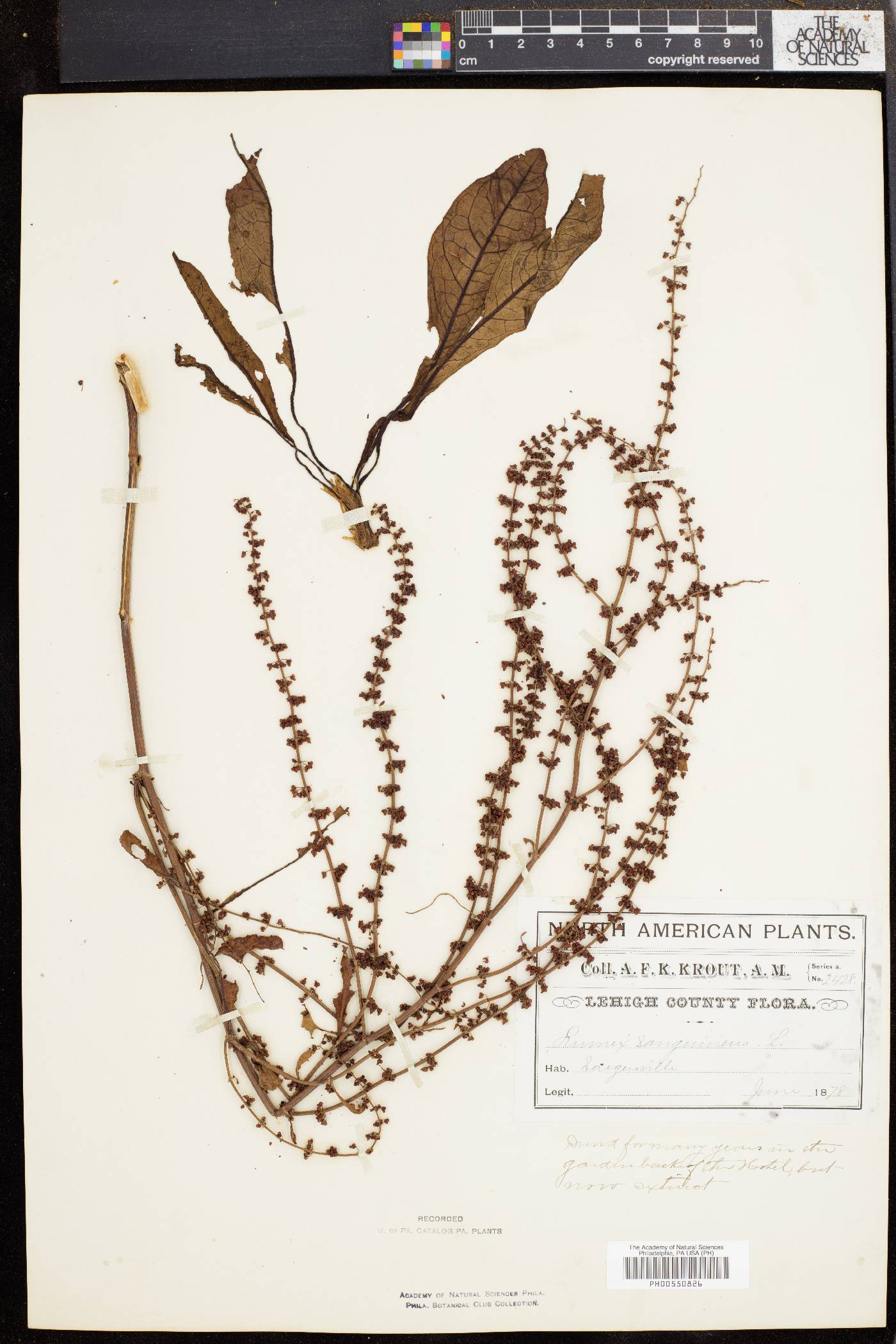 Rumex sanguineus image