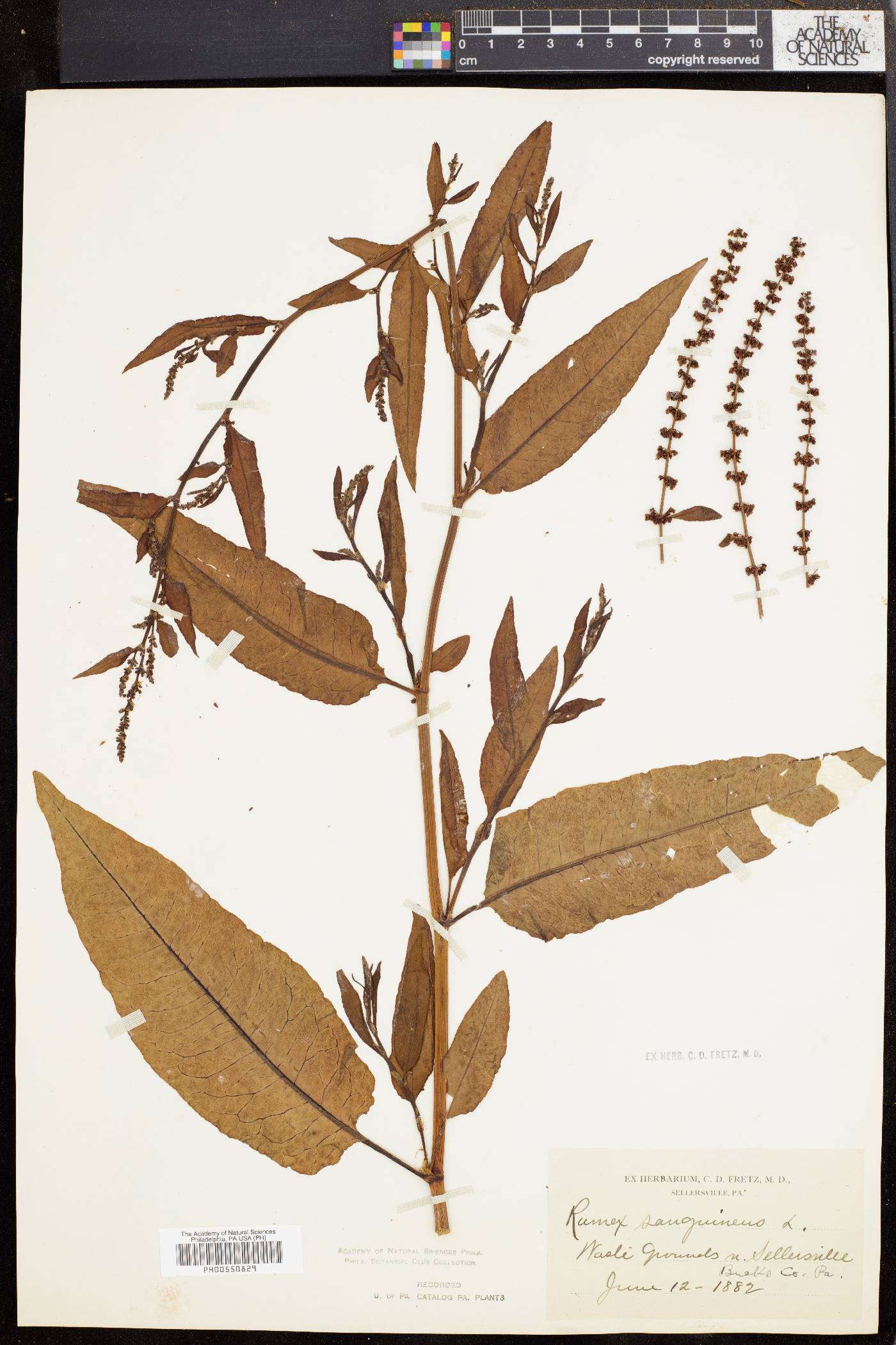 Rumex sanguineus image