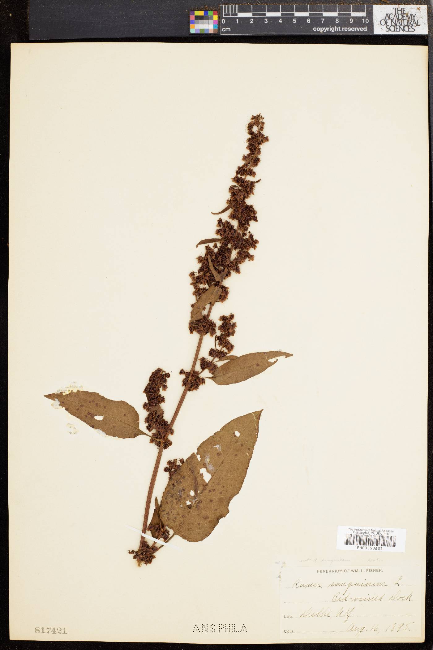 Rumex sanguineus image