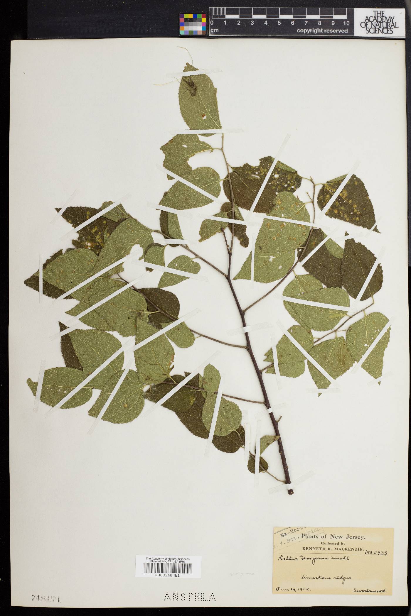 Celtis georgiana image