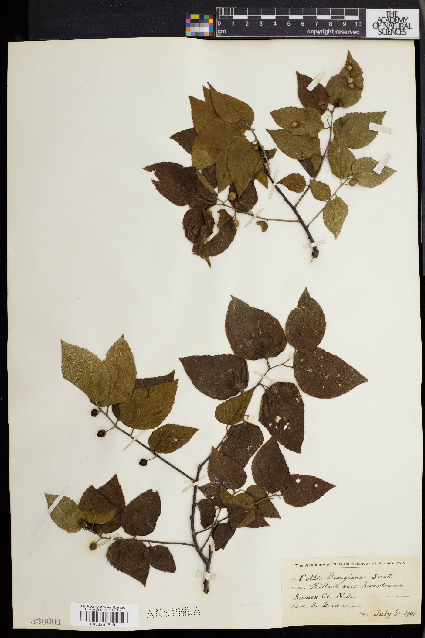 Celtis georgiana image