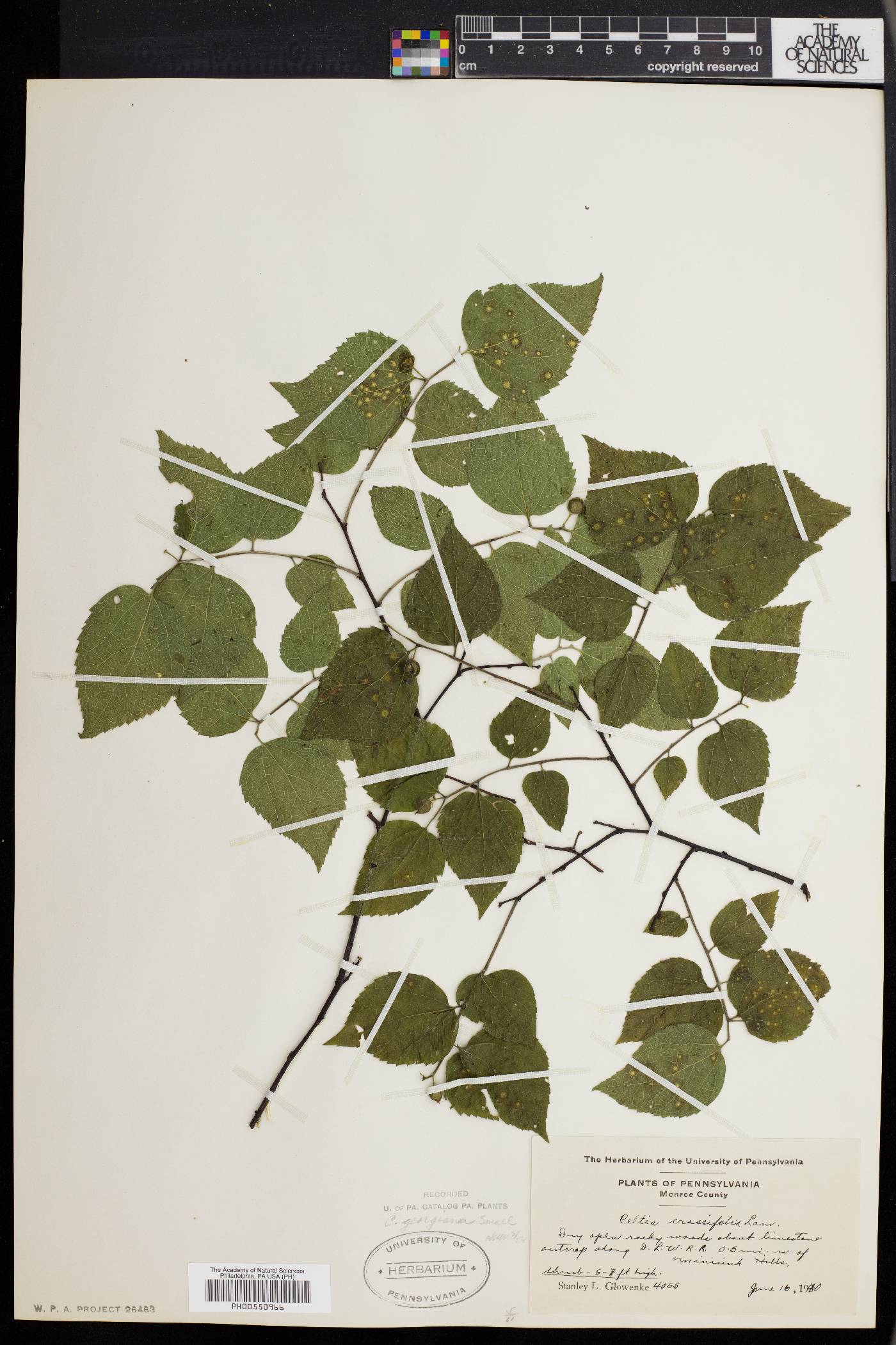 Celtis georgiana image