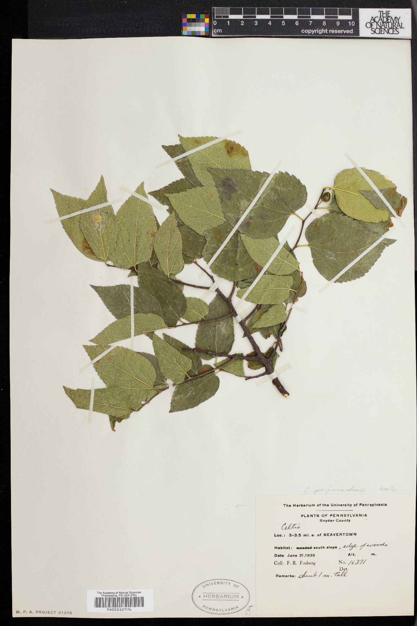 Celtis georgiana image