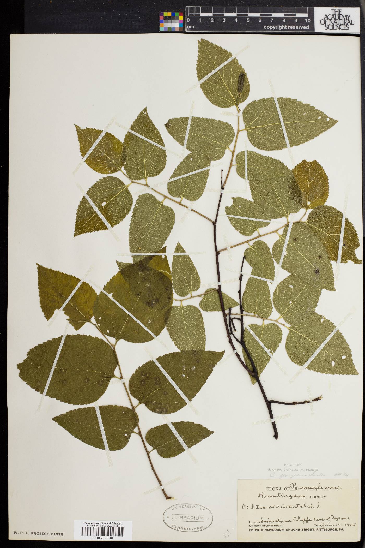 Celtis georgiana image