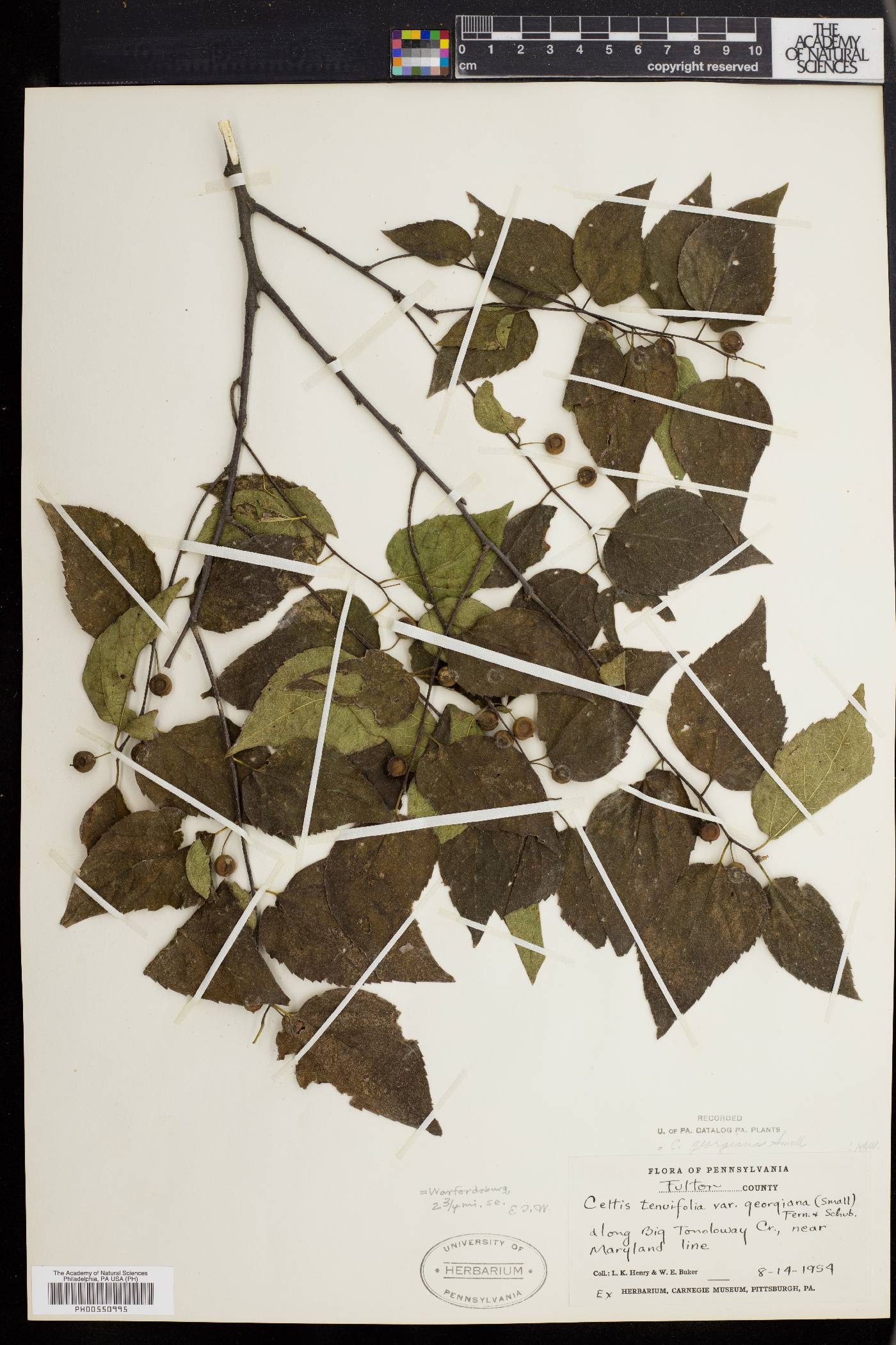 Celtis georgiana image