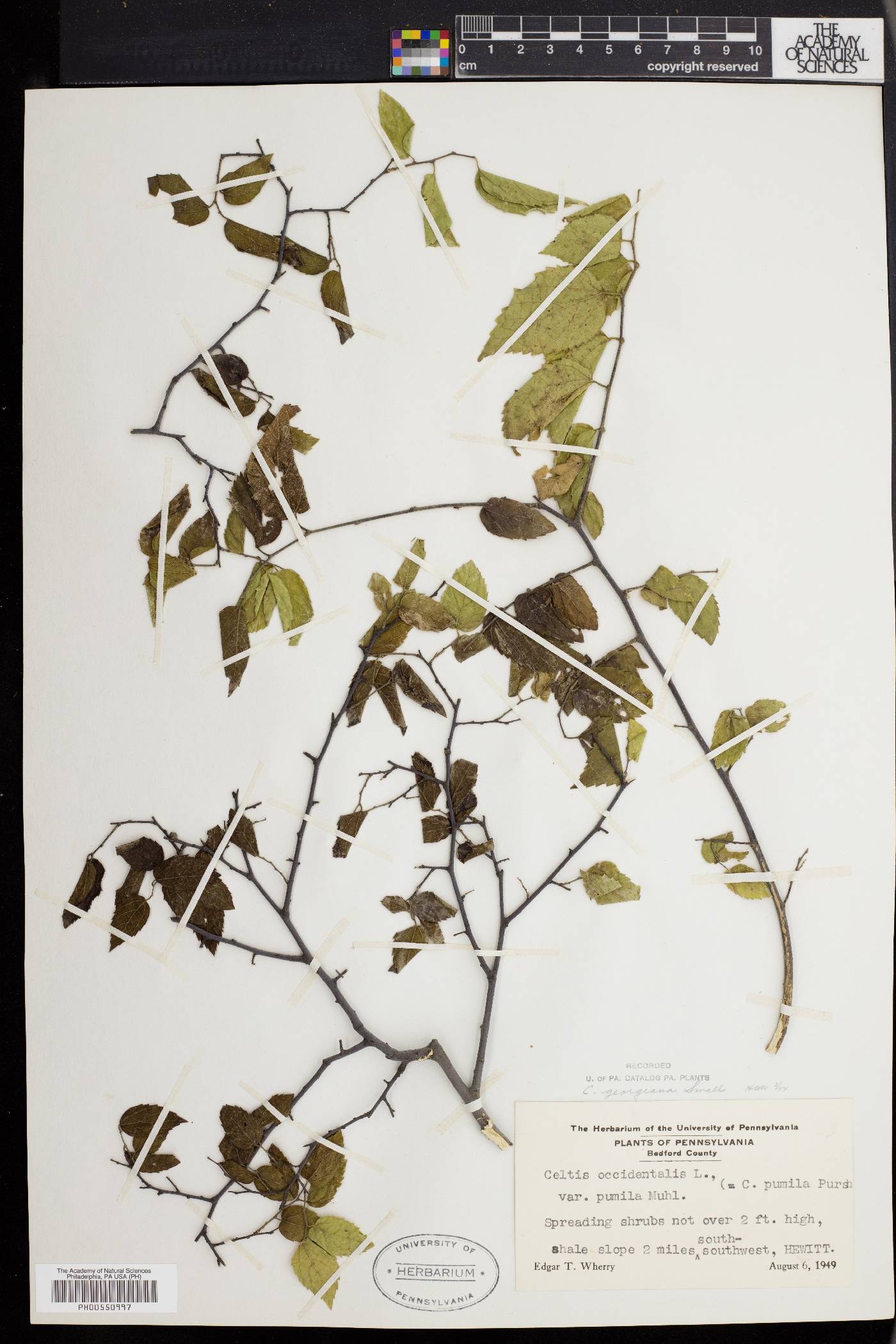 Celtis georgiana image