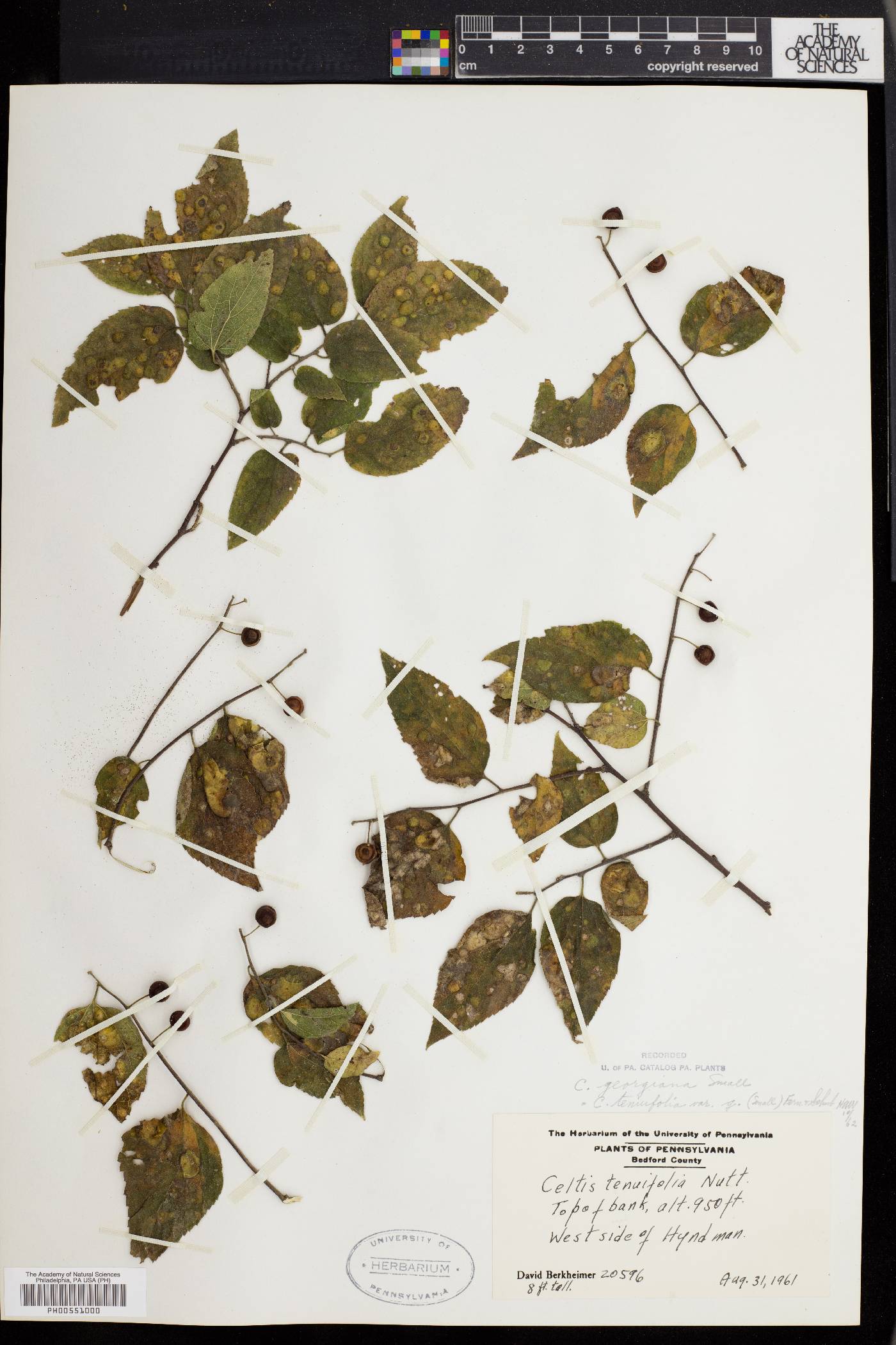 Celtis georgiana image