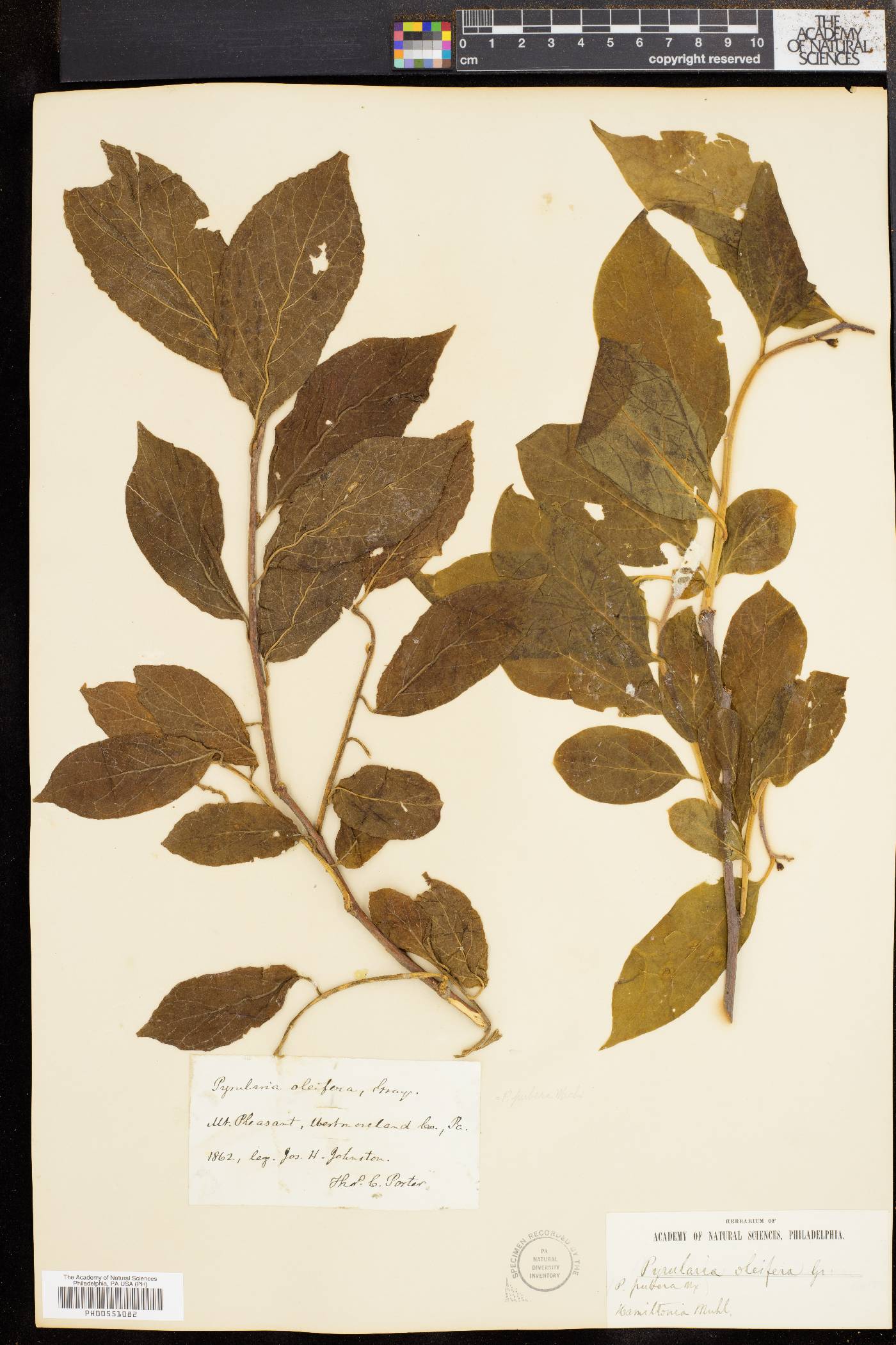 Pyrularia puber image