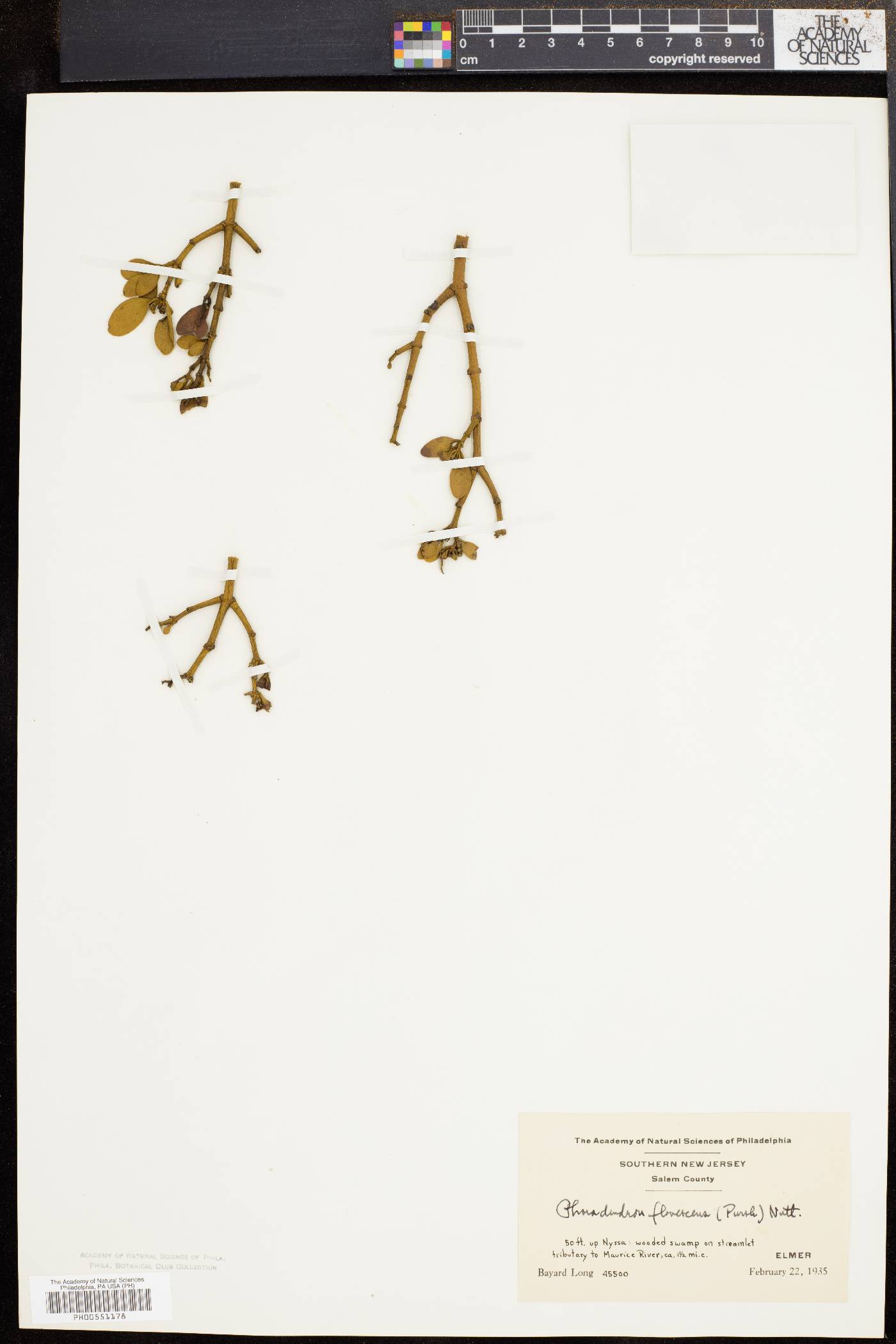 Phoradendron leucarpum subsp. leucarpum image