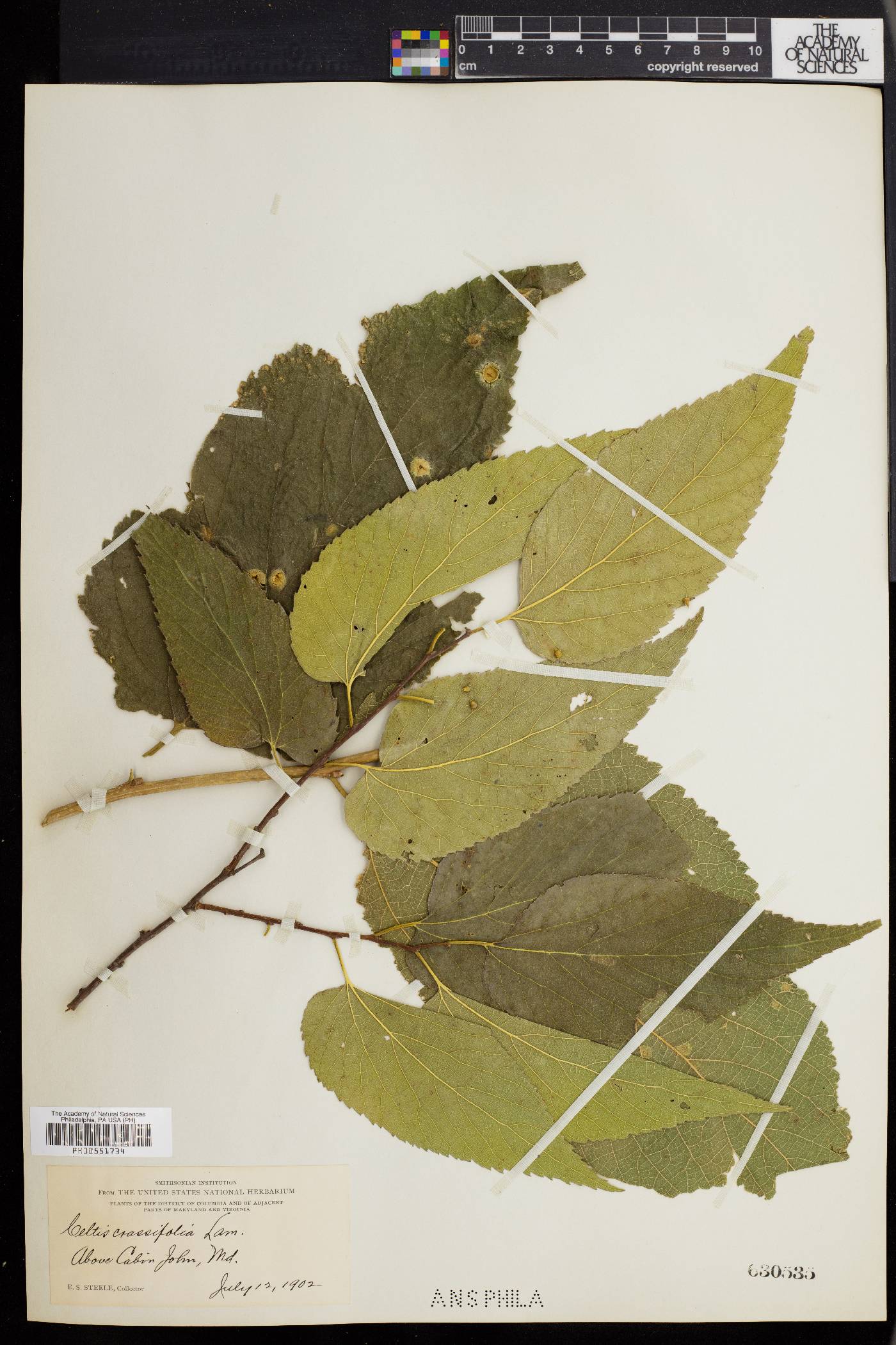 Celtis crassifolia image