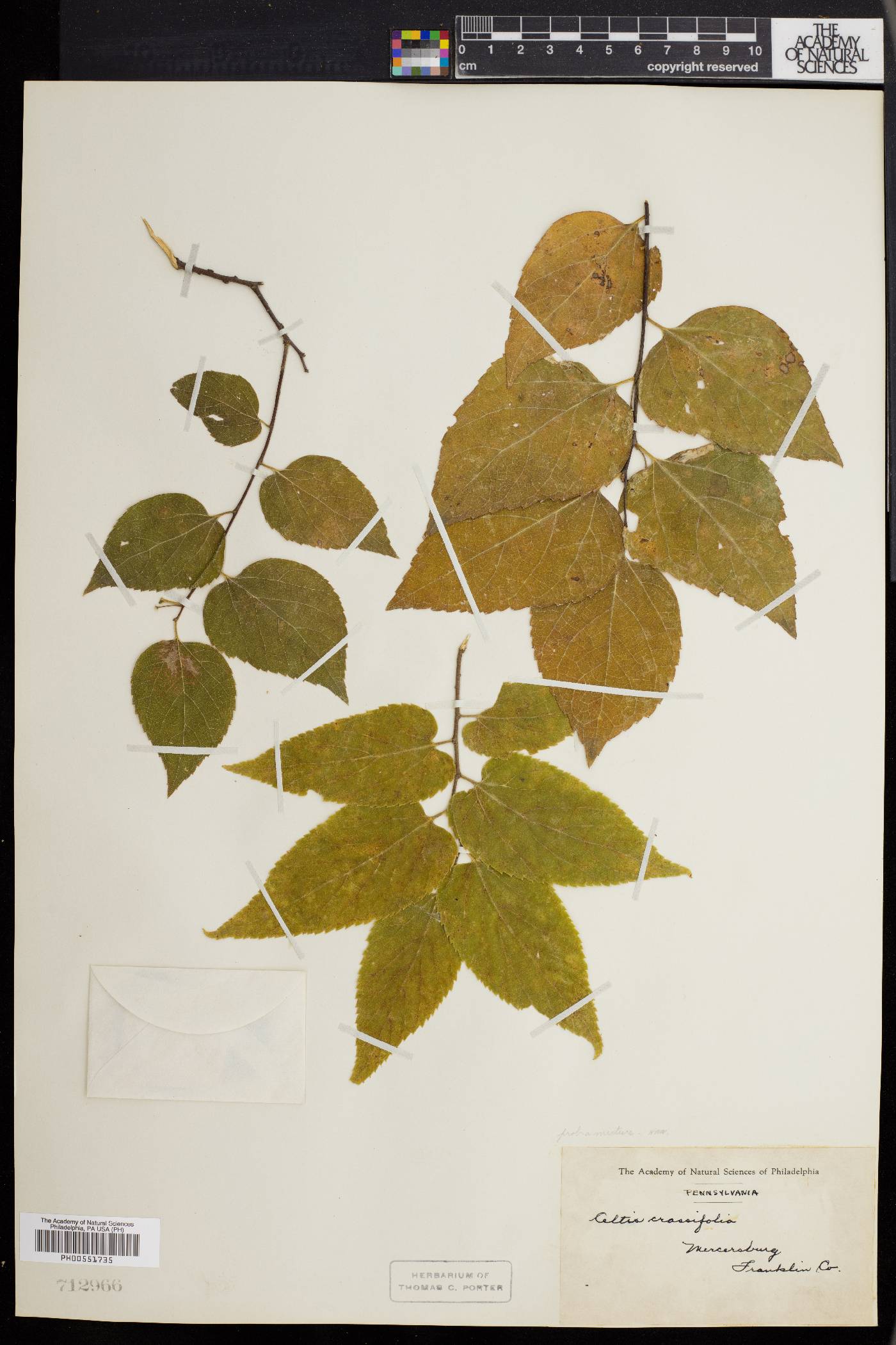 Celtis crassifolia image