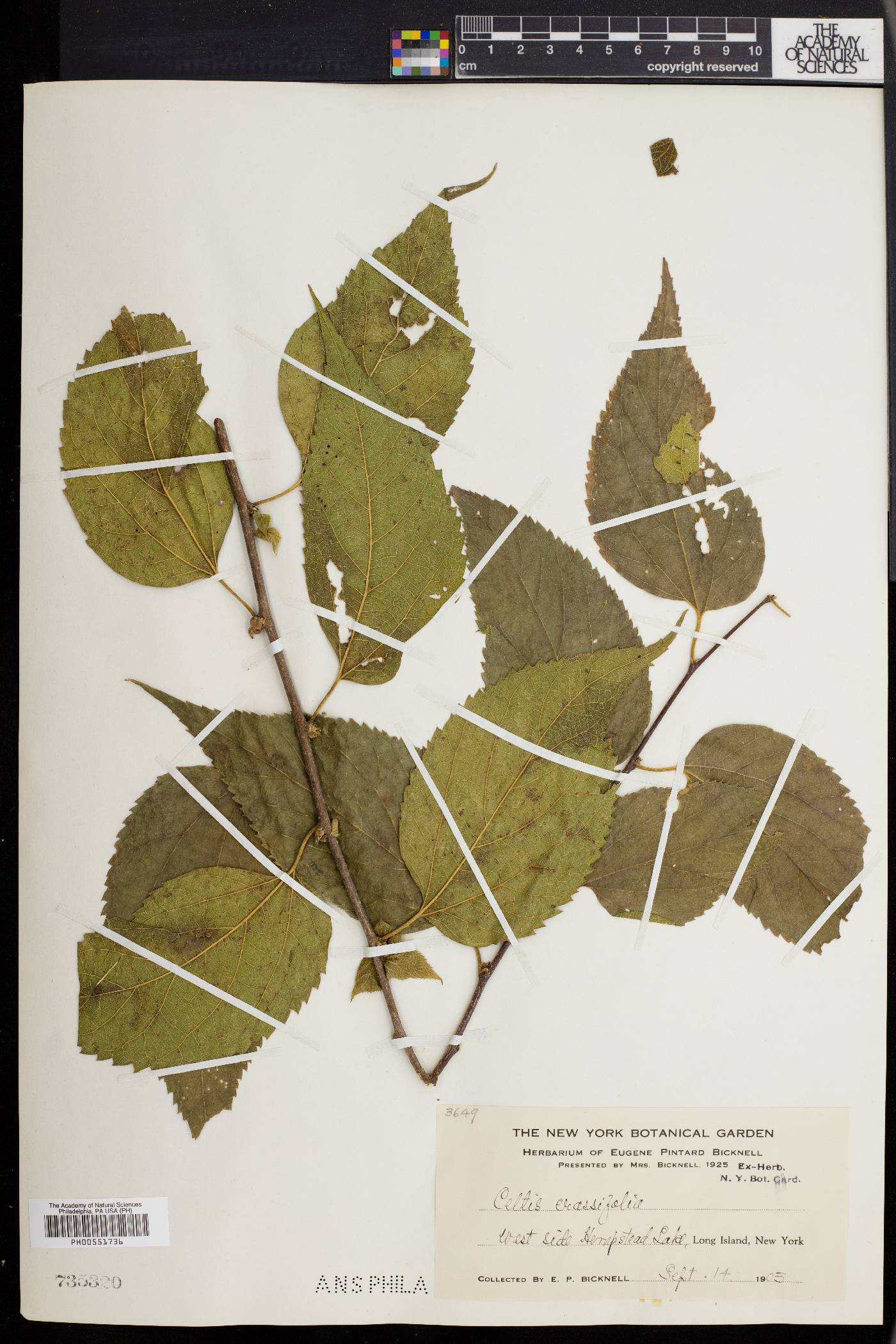 Celtis crassifolia image