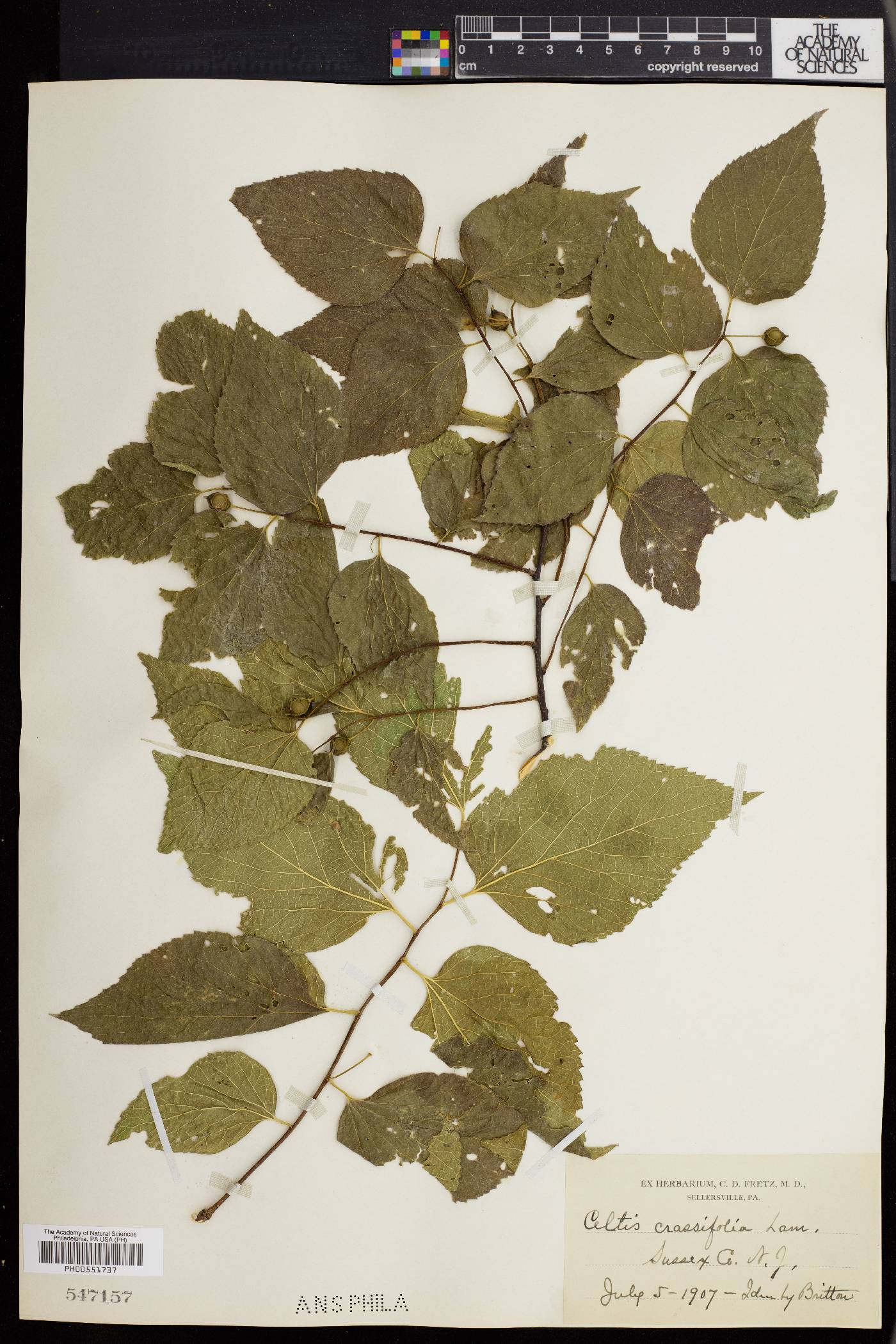 Celtis crassifolia image