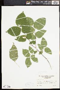 Celtis tenuifolia image