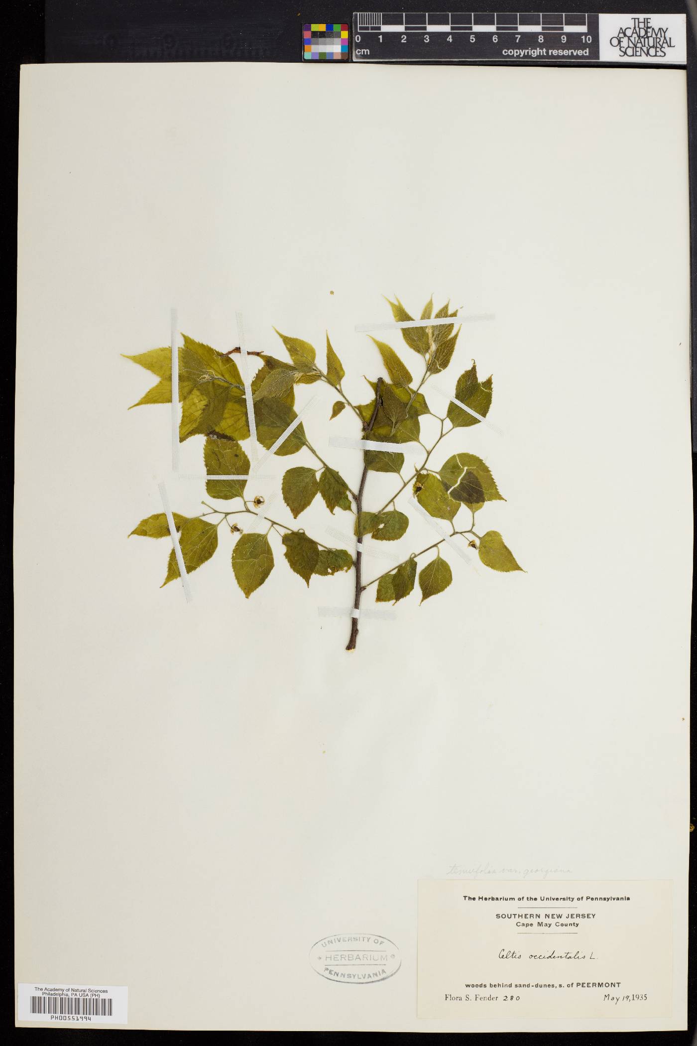 Celtis tenuifolia image