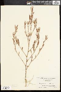 Polygonum ramosissimum image