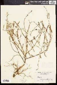 Polygonum ramosissimum image