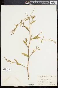 Polygonum ramosissimum image