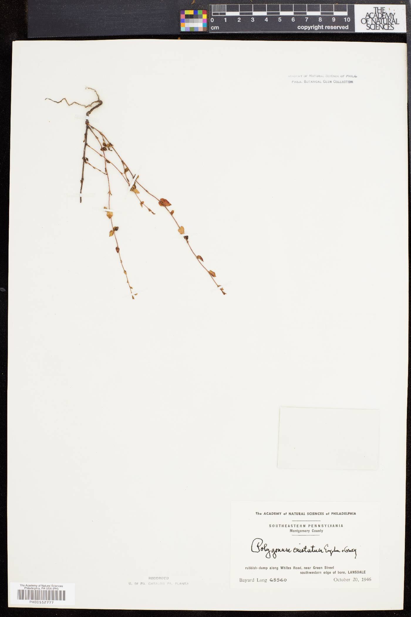 Polygonum cristatum image