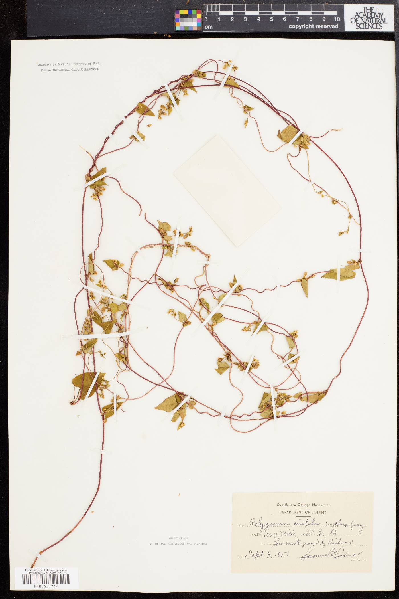Polygonum cristatum image
