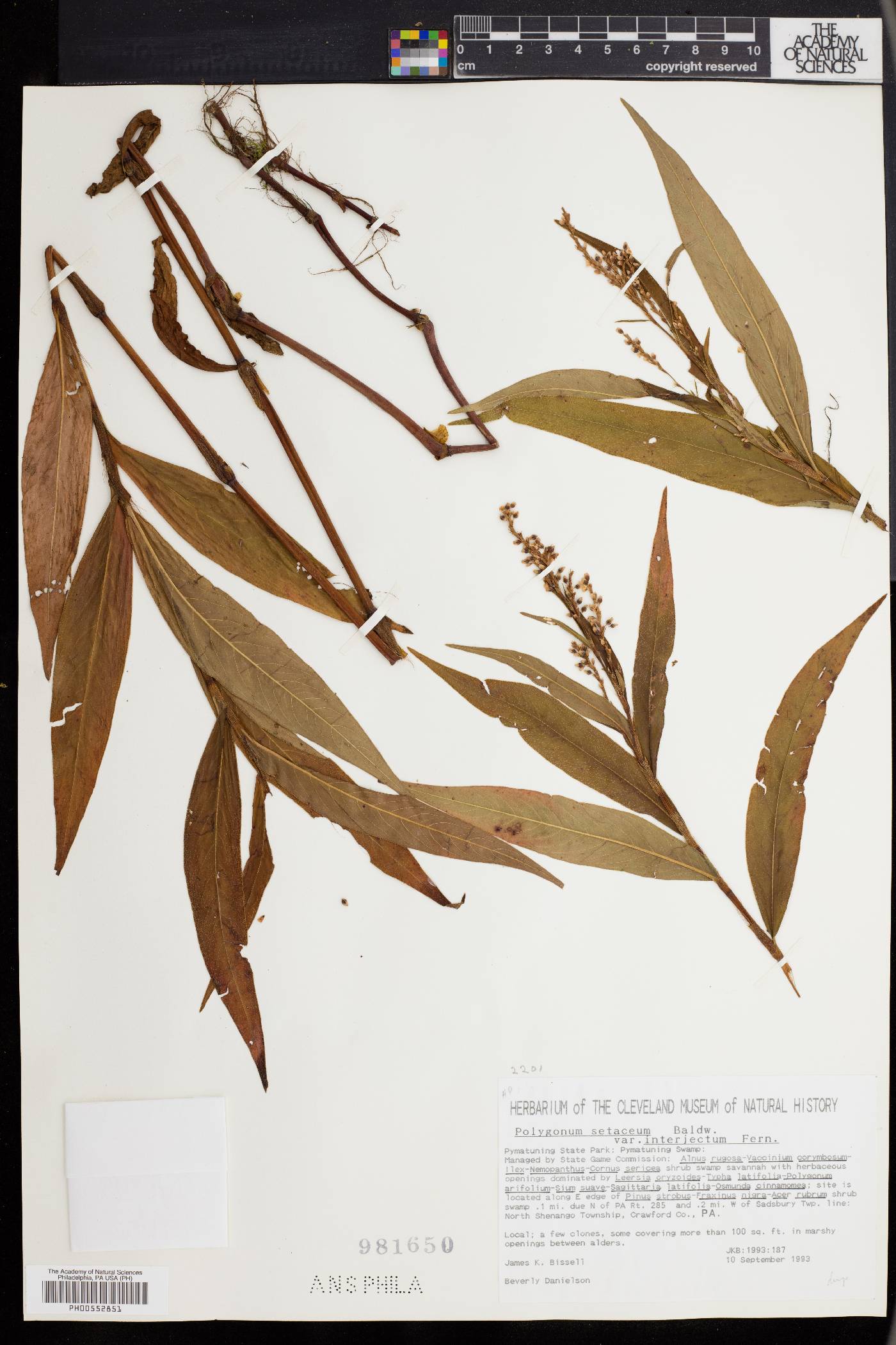 Polygonum setaceum image