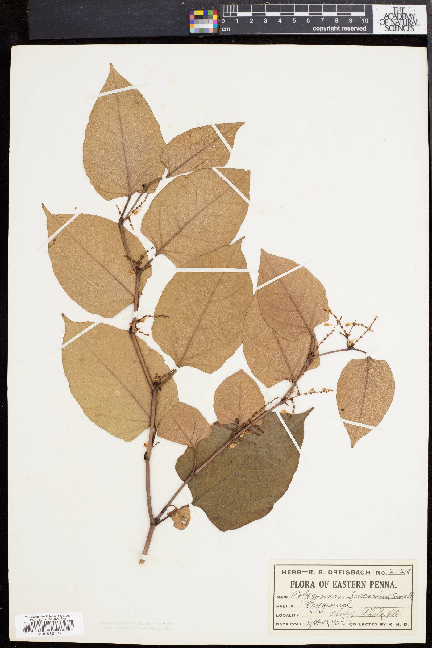 Polygonum zuccarinii image
