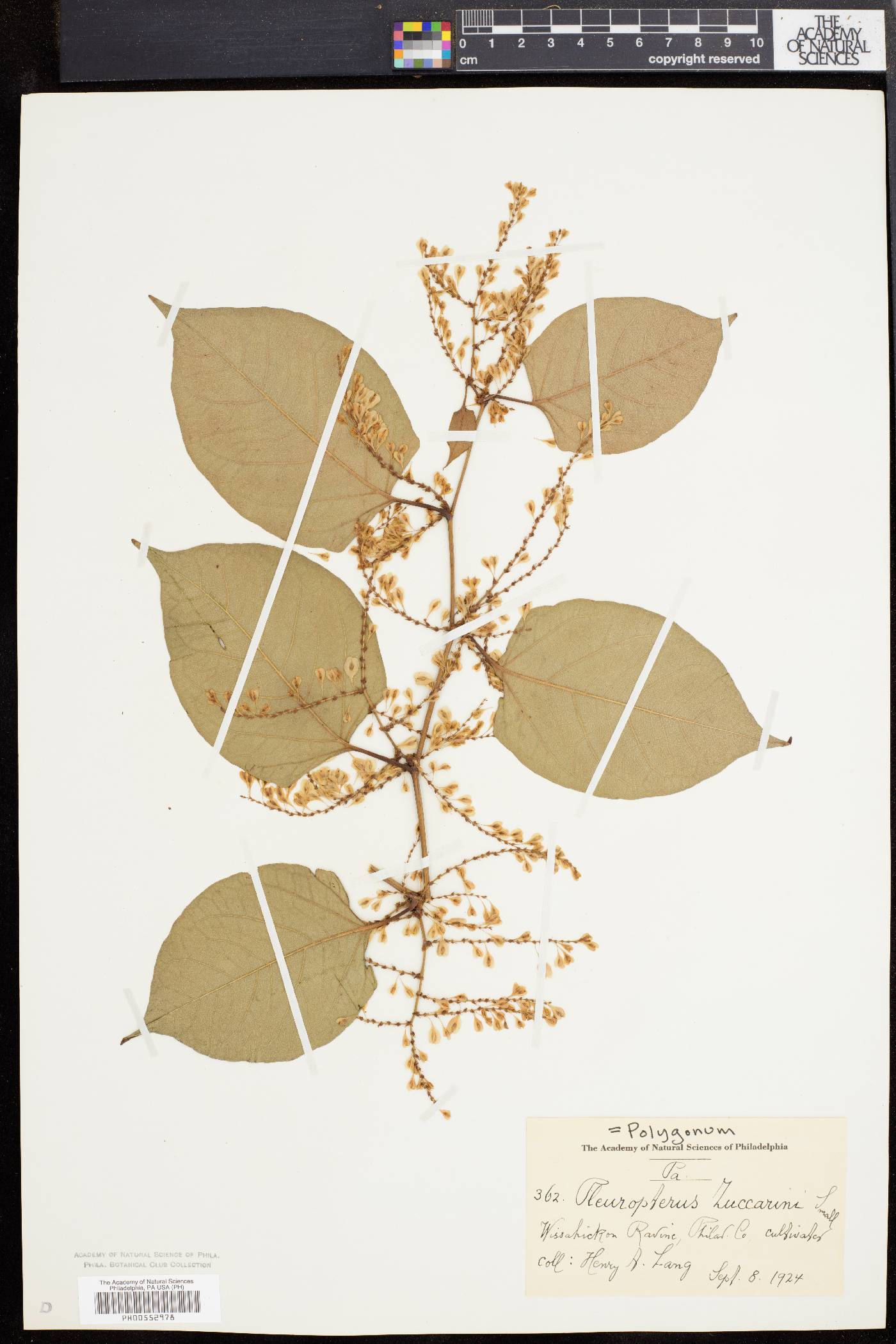 Polygonum zuccarinii image