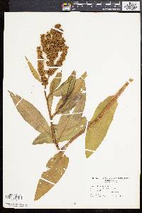 Rumex altissimus image