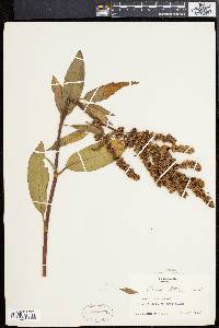 Rumex altissimus image