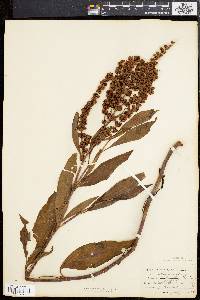 Rumex altissimus image