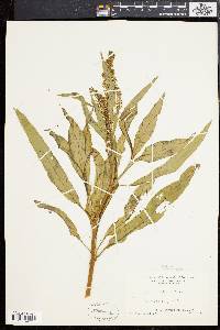 Rumex altissimus image