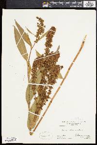 Rumex altissimus image