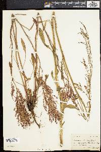 Rumex hastatulus image