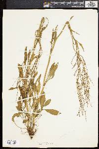 Rumex hastatulus image