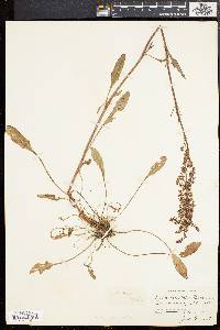 Rumex hastatulus image