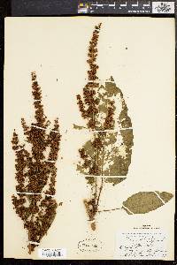 Rumex obtusifolius image