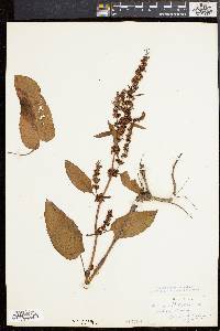 Rumex obtusifolius image