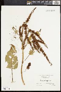 Rumex obtusifolius image