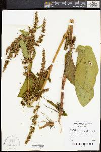 Rumex obtusifolius image